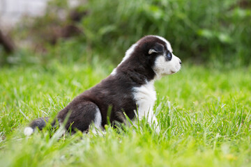 Obraz premium Cute siberian husky puppy with blue eyes sitting in green grass on a summer day
