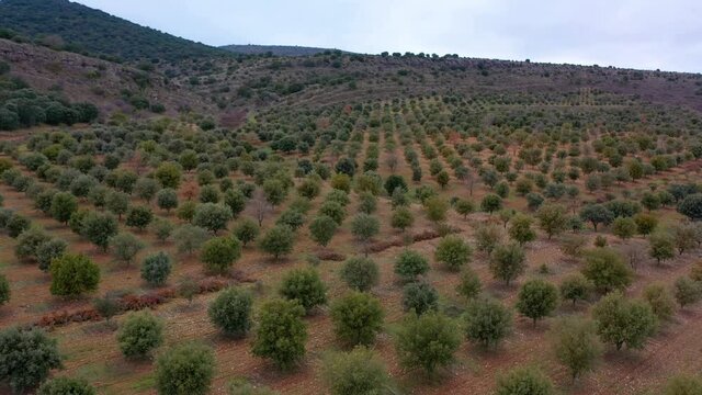 aerial view of holm oak forest where there are truffles in Soria Spain	