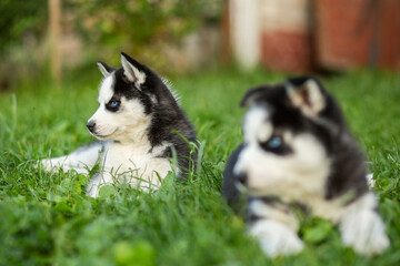 Cute siberian husky puppies with blue eyes sitting in green grass on a summer day © spyrakot