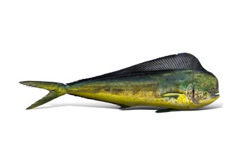 Mahi Mahi Isolated in White Background with shadow (Dorado)