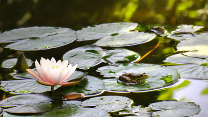 Little cute frog sitting on green leaf under pink water lily or lotus flower