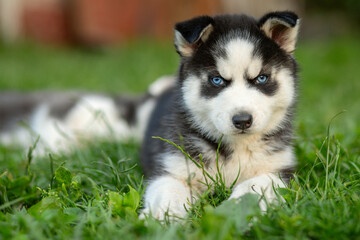 Cute siberian husky puppy with blue eyes sitting in green grass on a summer day