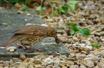 a beautiful close up of a mistle thrush feeding on snails