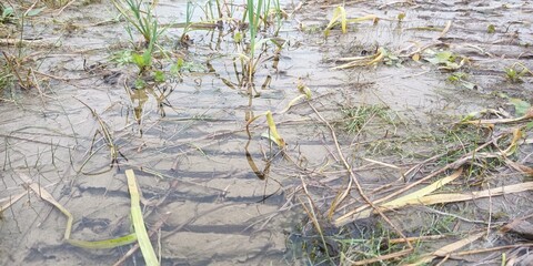 grass and water