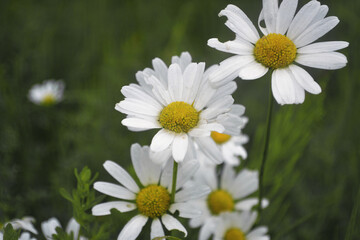field daisies. macro photography of plants