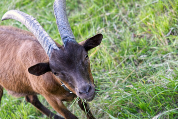 Naklejka na ściany i meble A chamois goat is standing in the grass