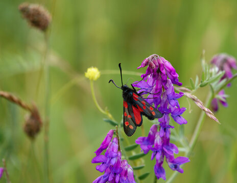 a six spot burnet moth (Zygaena filipendulae) feeding on a beautiful tufted vetch (Vicia cracca) also known as cat-peas, cow-vetch, fingers-and-thumbs and bird-vetch