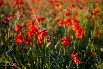 Beautiful flowers red poppies blossom, wild field at sunset, selective focus, soft light, light of setting sun, Close-up of scarlet vivid poppy on green fleecy stems, sunny summer day Czech Republic