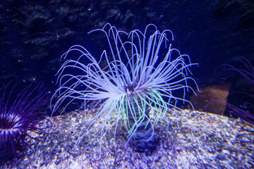 Eine korallenartige neonleuchtende Wasserpflanze. Lange blaue, grüne und lila Tentakeln. Meeresanemone in Neonfarben.