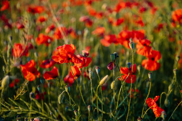 Obraz premium Beautiful flowers red poppies blossom, wild field at sunset, selective focus, soft light, light of setting sun, Close-up of scarlet vivid poppy on green fleecy stems, sunny summer day Czech Republic