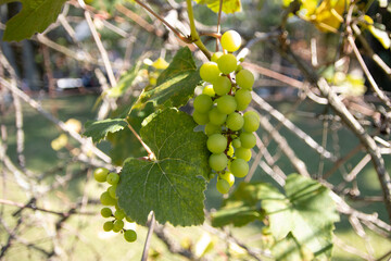 parreira de uva verde 