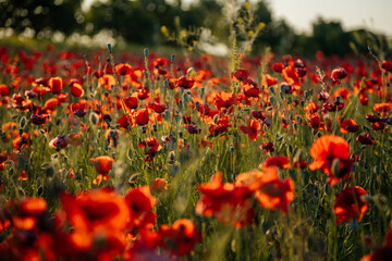 Beautiful flowers red poppies blossom, wild field at sunset, selective focus, soft light, light of setting sun, Close-up of scarlet vivid poppy on green fleecy stems, sunny summer day Czech Republic