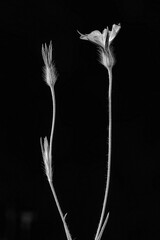Langstielige Blüten II