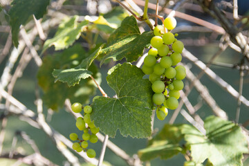 parreira de uva verde 