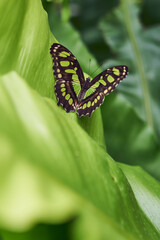 Schmetterling grün