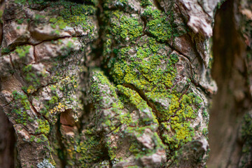 Macro close up shot of green and yellow moss on tree bark wallpaper 