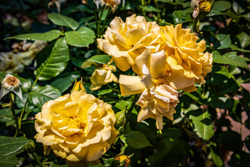 Yellow Roses with a Bee Inside