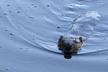 Baby Beaver (this year's kit) helping parents patch the dam so water level stays high
