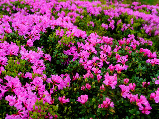 Flowery mountain slopes in Carpathians. Blooming pink rhododendron flowers on the hills, Parang mountains, Romania, Europe
