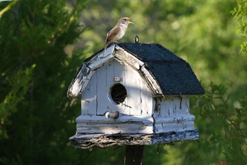 House Wren on top of fixer uppper birdhouse calling for his mate, making a nest in the birdhouse on summer evening