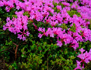 Obraz na płótnie Canvas Flowery mountain slopes in Carpathians. Blooming pink rhododendron flowers on the hills, Parang mountains, Romania, Europe 