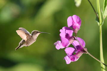 Female Hummingbird approaching plox wildflower for nectar in marsh on summer evening