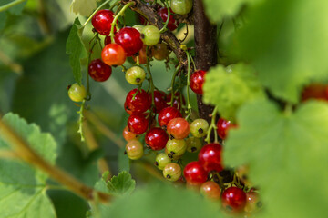 Ribes on a shrub