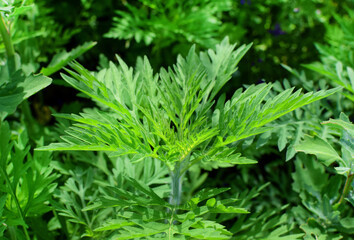 Ragweed bushes. Ambrosia artemisiifolia is the strongest allergen.  Its pollen causes severe  allergies during flowering.