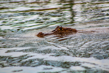 Caño Negro, Alajuela, Costa Rica