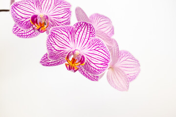 Close-up of lilac orchid Phalaenopsis Arcadia on a white background. blur and selective focus