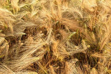 Background from ears of golden ripe rye. Harvesting.