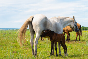 White horse with a young foal.