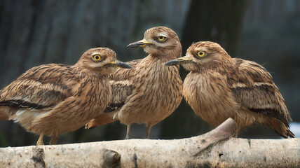 Funny group of three stone-curlews. Burhinus oedicnemus. Eurasian stone-curlew also called Eurasian thick-knee. Closeup on the tree branch.  