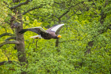 Stellers Sea Eagle bird of prey