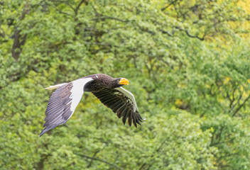 Stellers Sea Eagle bird of prey