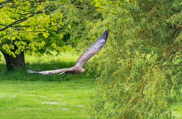 Goldern Eagle bird of prey