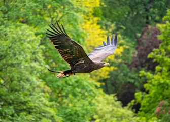 Goldern Eagle bird of prey