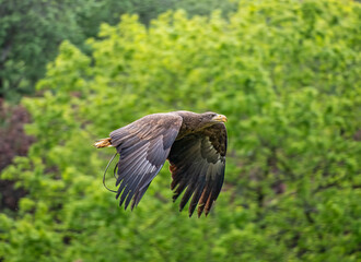 Goldern Eagle bird of prey