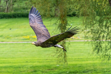 Goldern Eagle bird of prey