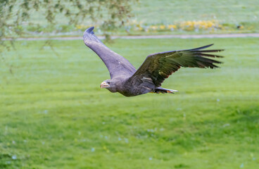 Goldern Eagle bird of prey