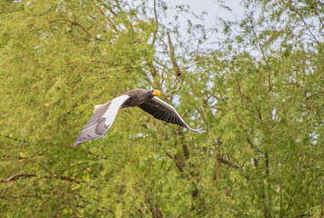 Stellers Sea Eagle bird of prey