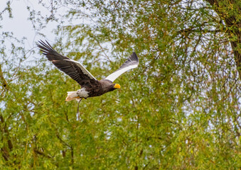 Stellers Sea Eagle bird of prey
