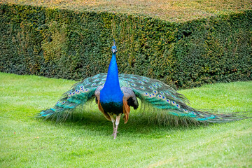 Obraz premium Peacock bird walking on some grass