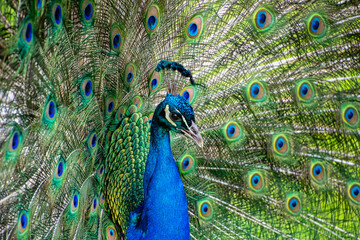 Obraz premium Close view of a peacock with its expanding feathers