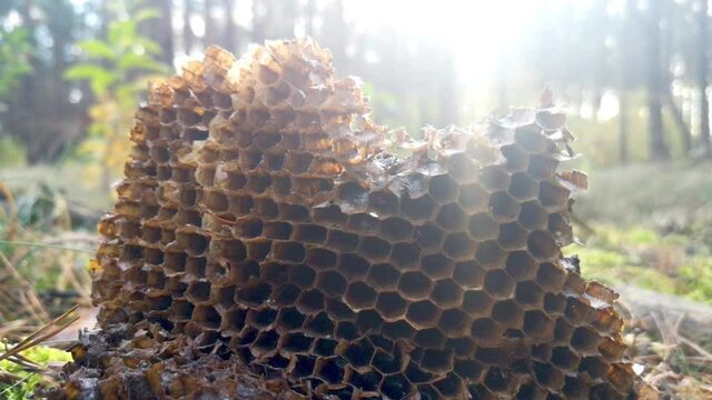 eine alte leere Honigwabe liegt im Wald, bei Sonnenschein