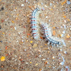 Caterpillars on wet concrete floor.
