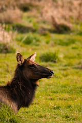 donkey in the grass