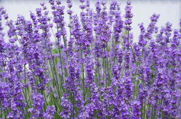 Lavender with beautiful delicate flowers on a light background.