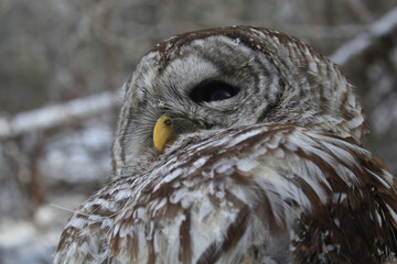 snowy owl in the snow