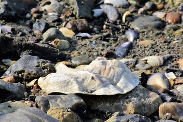 Empty shell from a pacific oyster laying in the sand at low tide in The Wadden Sea National Park, Denmark